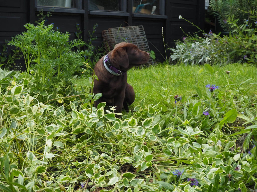 Labrador in the garden