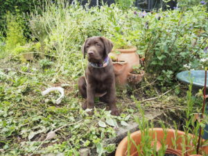 Puppy Lexi in the garden