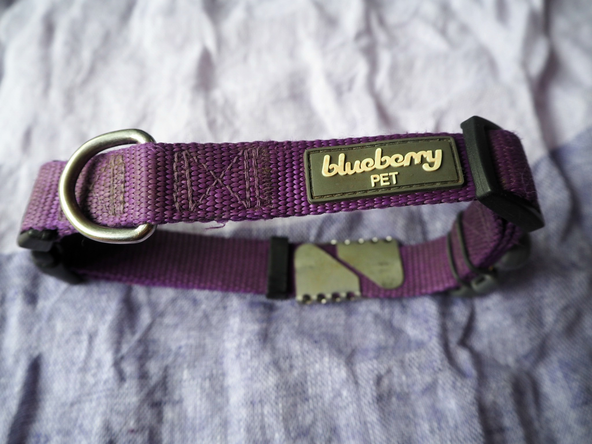 Blueberry dark orchid dog collar