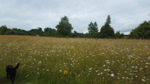 Wild Flowers at Lullingstone Country Park Kent