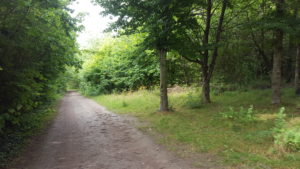 Woodland at Lullingstone Country Park Kent