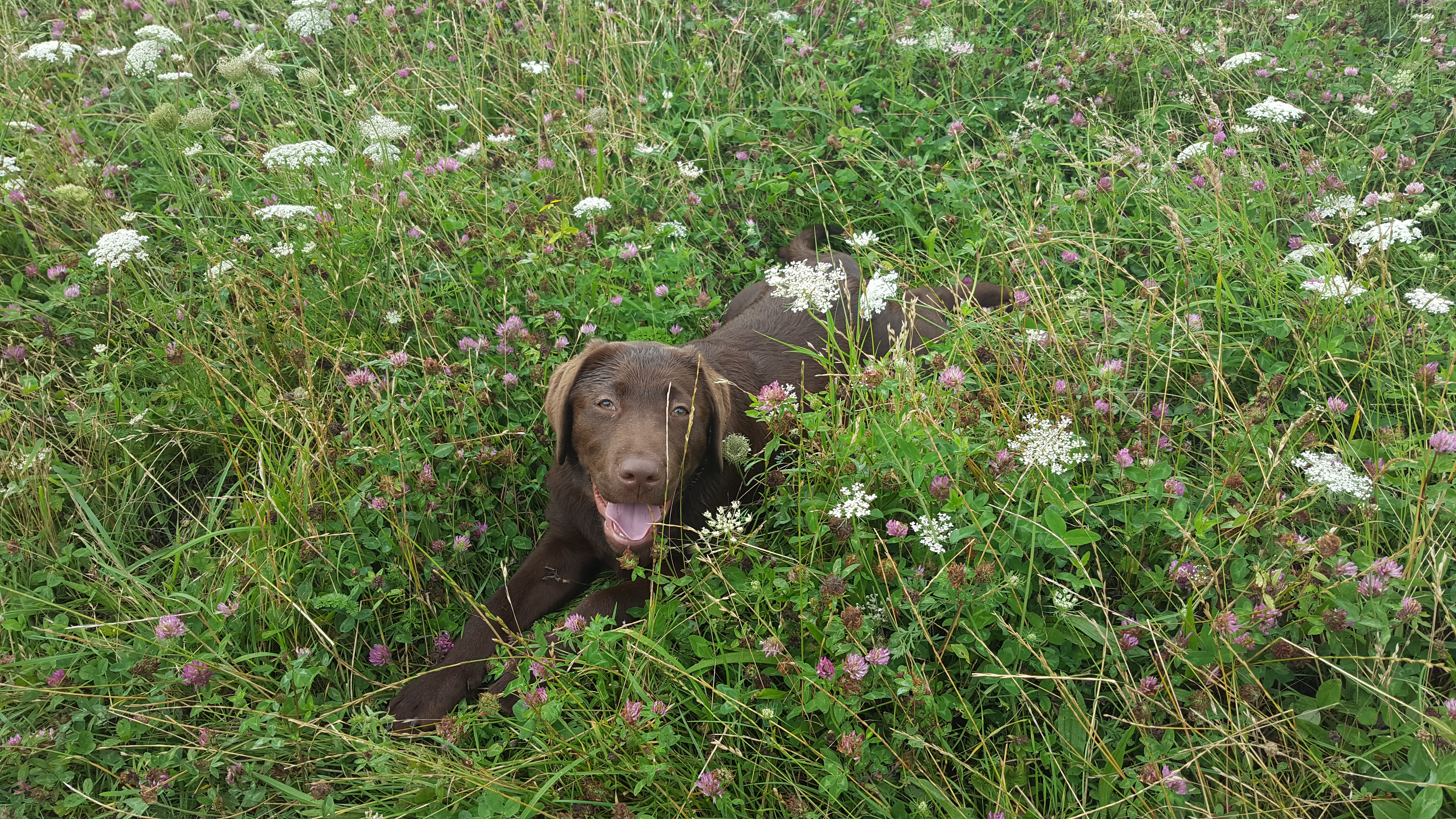 Puppy Lexi Woodland at Lullingstone Country Park Kent