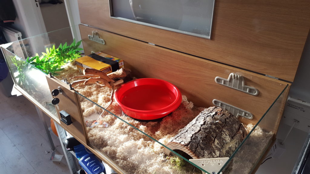 Cornsnake vivarium 1