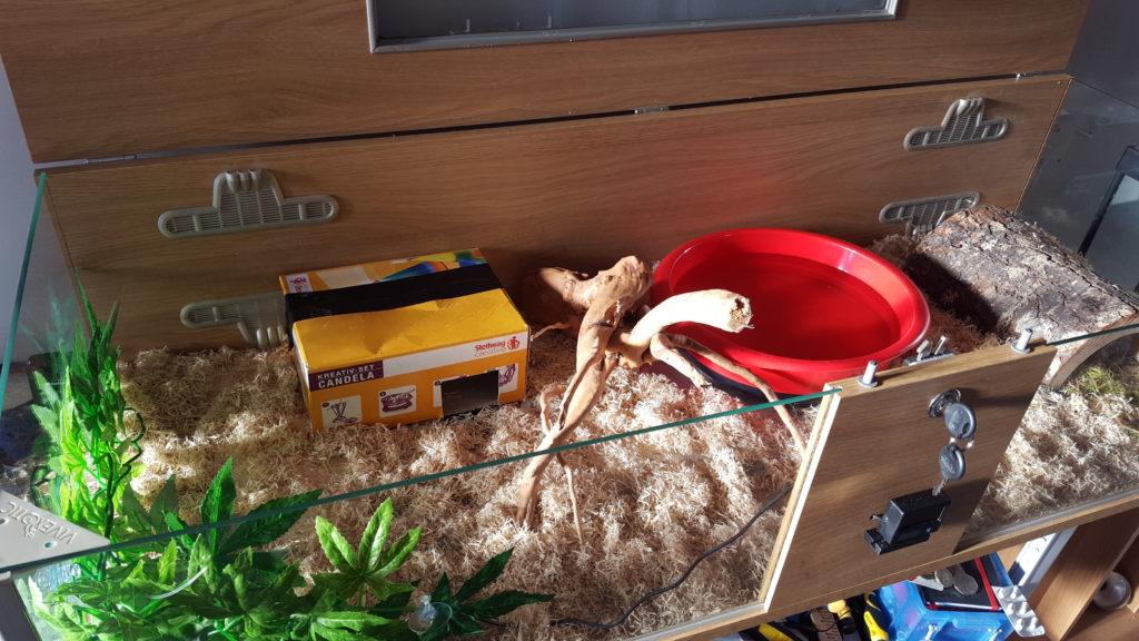 Cornsnake vivarium 2