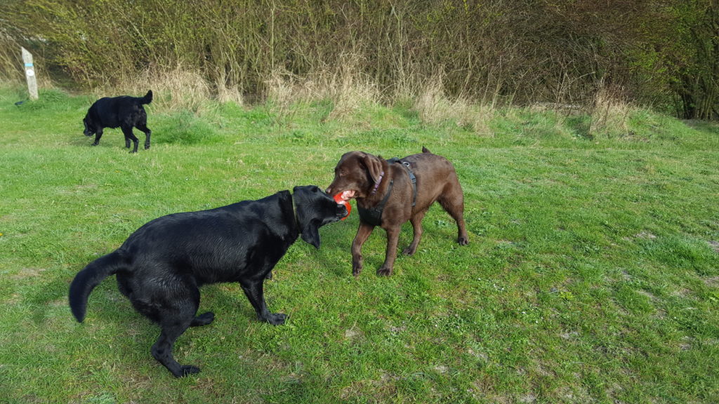 Dogs playing with Kong Jumbler