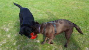 Dogs playing with Kong Jumbler