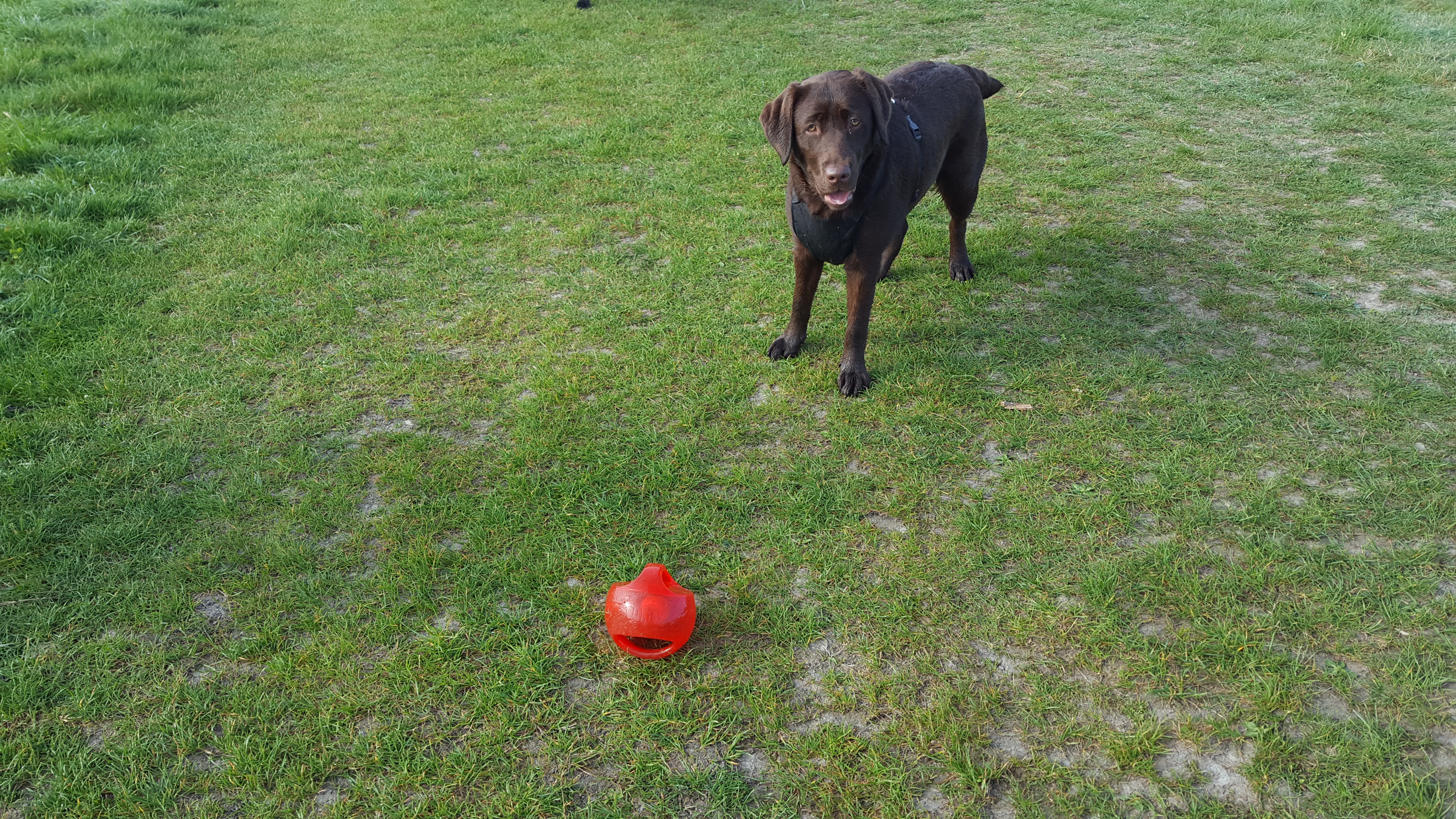 Lexi with Kong Jumbler