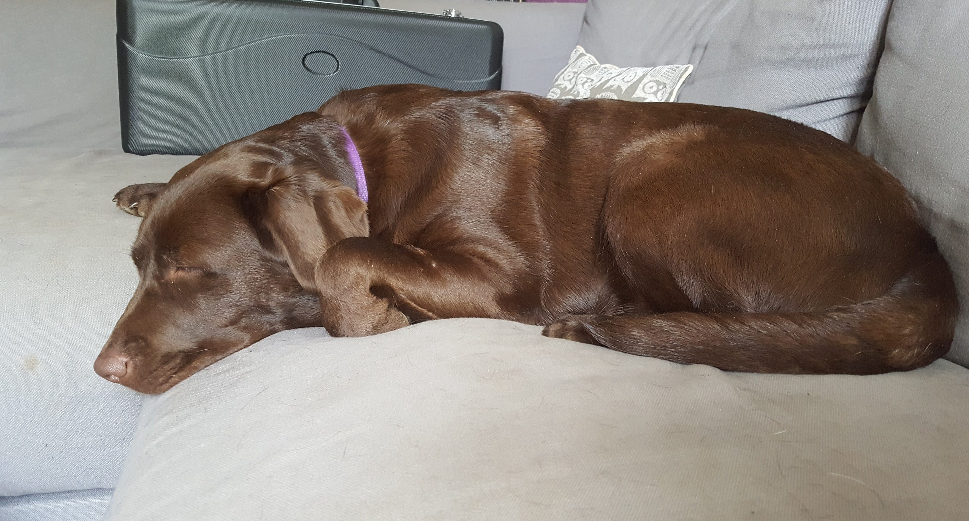 Lexi chocolate labrador on sofa