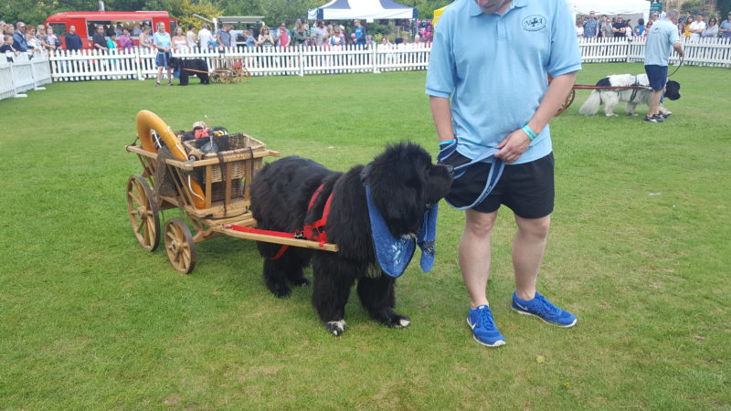 Castle Canines Hever Newfoundland