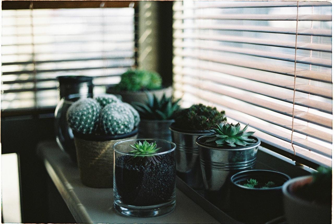 cactus in front of window blind
