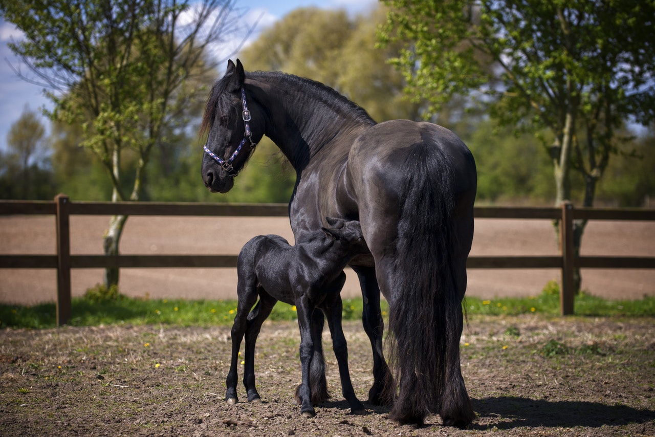 Guide to basic horse husbandry